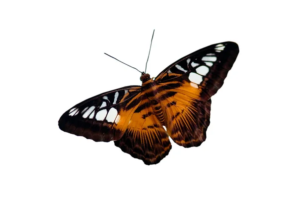 Motýl tygr — Stock fotografie
