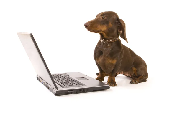 Dachshund marrom trabalhando no laptop — Fotografia de Stock