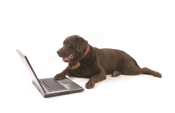 Brown labrador working on laptop — Stock Photo, Image