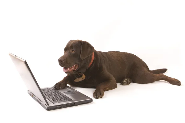 Kahverengi labrador dizüstü bilgisayarda çalışan — Stok fotoğraf