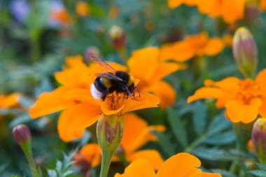 Bumblebee çiçek