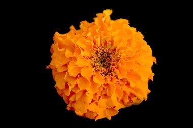 Orange marigold clipart