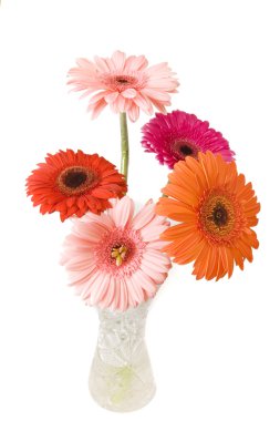 gerbera buketi