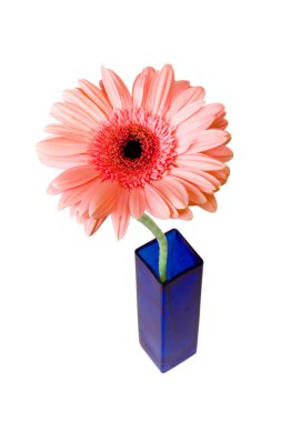 Cam vazo içinde pembe gerbera