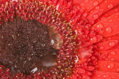 Red Gerbera with drops