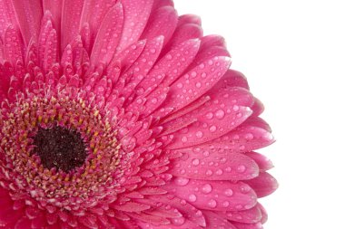 Mor gerbera