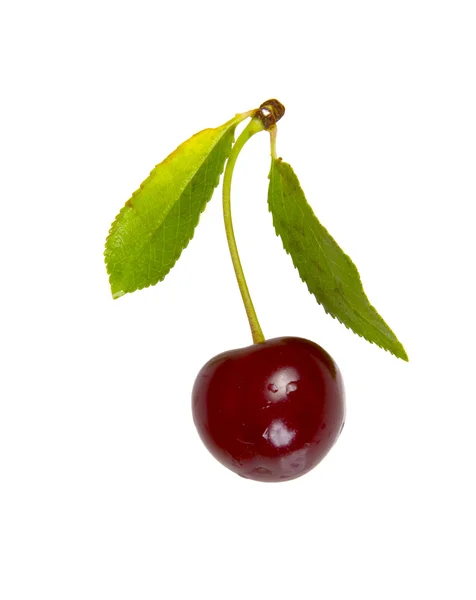 Red cherry with leaves — Stock Photo, Image