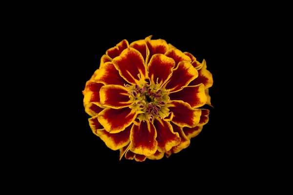 Röd marigold — Stockfoto