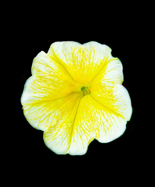 Piękny bellflower — Zdjęcie stockowe
