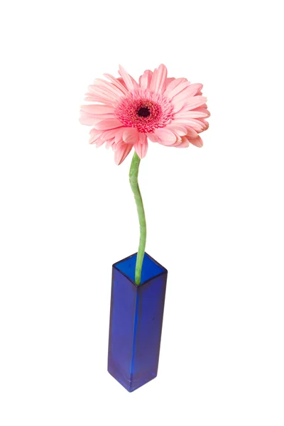 Pink Gerbera in vase — Stock Photo, Image