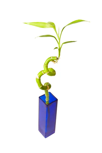 竹の花瓶 — ストック写真