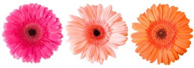 Üç gerbera