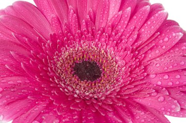 Mor gerbera