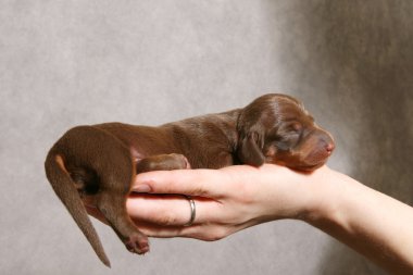 Cute dachshund puppy on the hand clipart