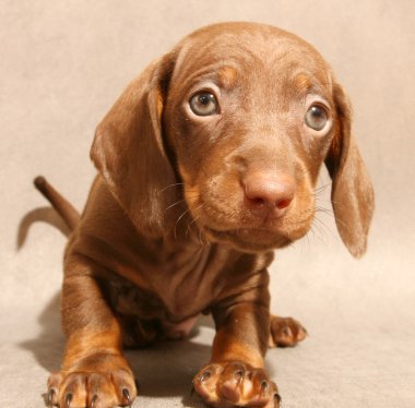 Cute brown dachshund puppy clipart