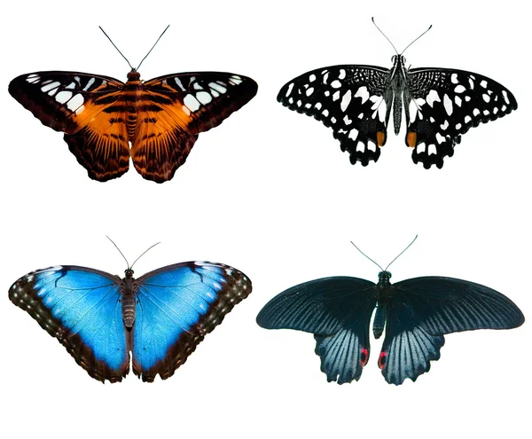 Four butterflies — Stock Photo, Image
