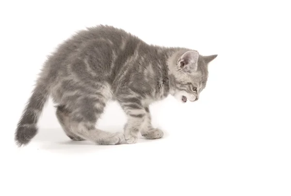 Gray marmoreal scottish breed kitten — Stock Photo, Image