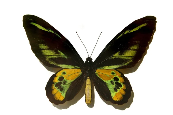 Negro con mariposa verde — Foto de Stock