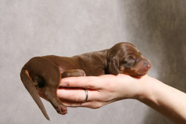 stock image Cute dachshund puppy on the hand