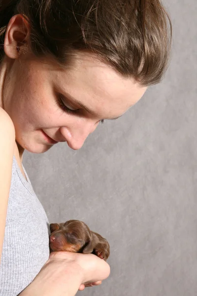 stock image Cute dachshund puppy on the hand