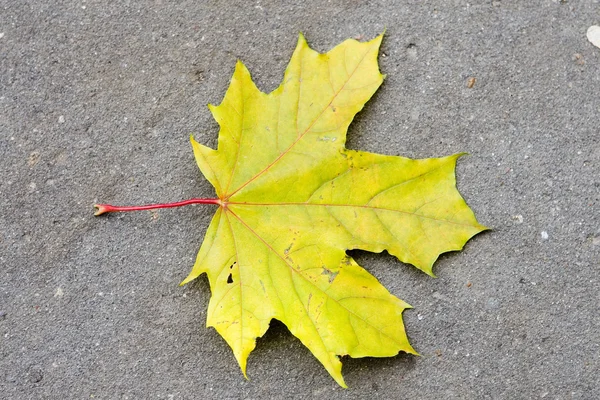 stock image Yellow maple leave