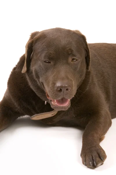 Labrador marrón — Foto de Stock
