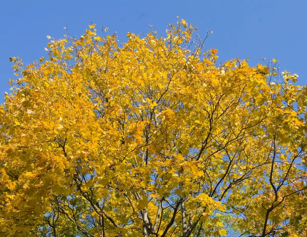 Stock image Yellow maple leaves