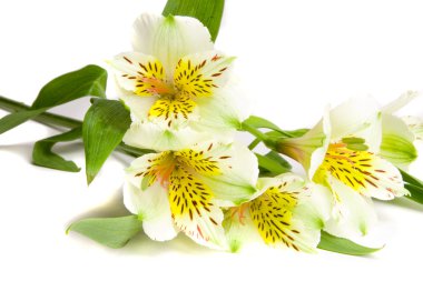 White alstroemeria flower clipart