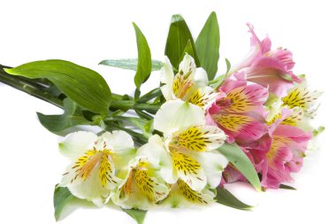 Beyaz ve pembe alstroemeria çiçek