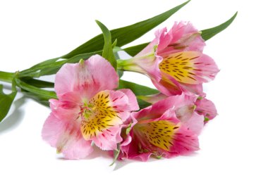 Pink alstroemeria flower clipart