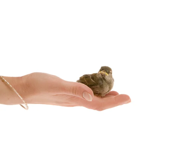 stock image Bird on the hand