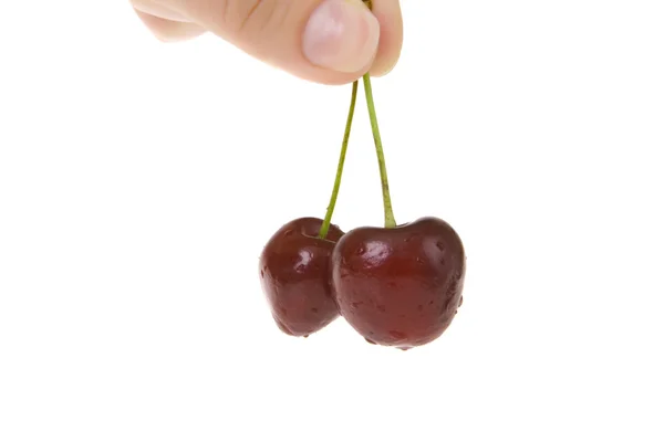 Pair of cherry in hand — Stock Photo, Image
