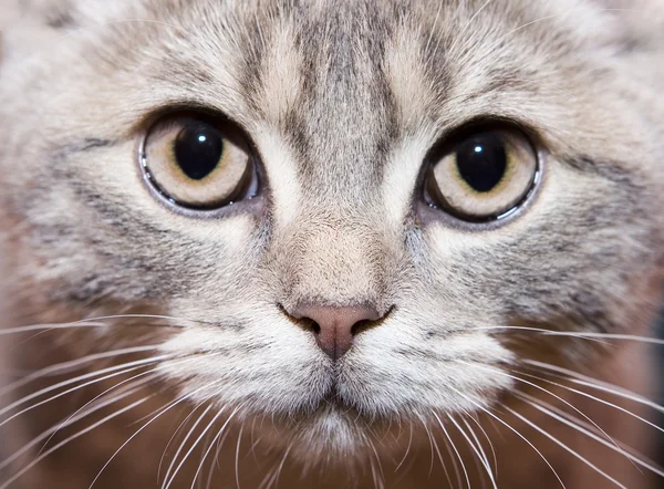 Gray british cat — Stock Photo, Image