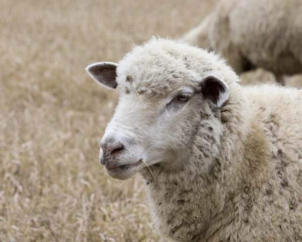 Owce białe — Zdjęcie stockowe