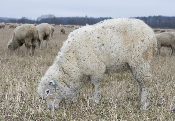 Fehér bárány — Stock Fotó