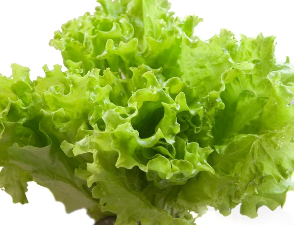 Green salad leaves — Stock Photo, Image