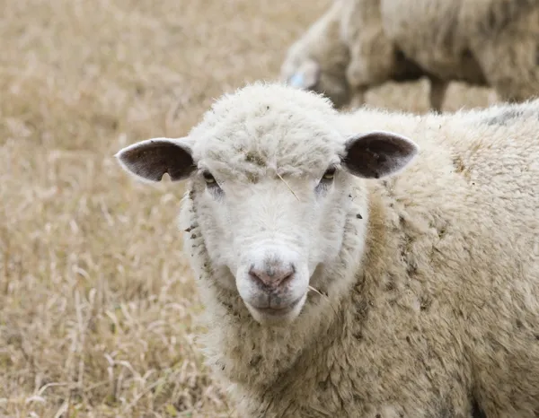 羊 ロイヤリティフリーのストック画像