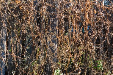 Old fence covered with bindweed