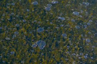 Frozen lake with bubbles