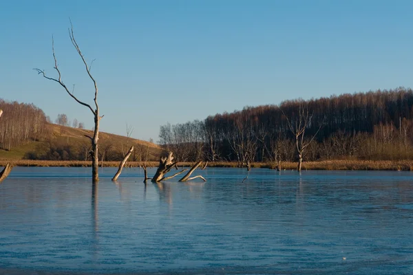 Lago congelado de árboles muertos — Foto de Stock