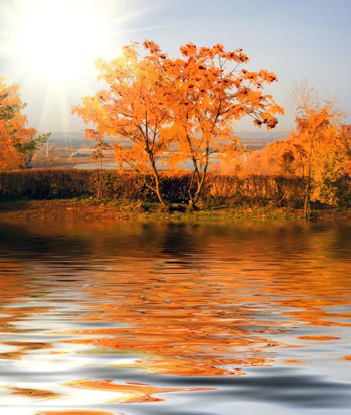 Podzimní krajina s žlutým olistěním — Stock fotografie