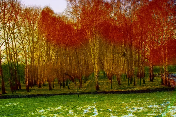 Paysage d'automne avec feuillage jaune — Photo