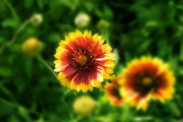 Stock image An wonderful yellow daisy flower-bed