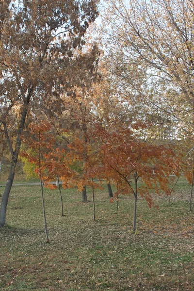 Herbstallee — Stockfoto