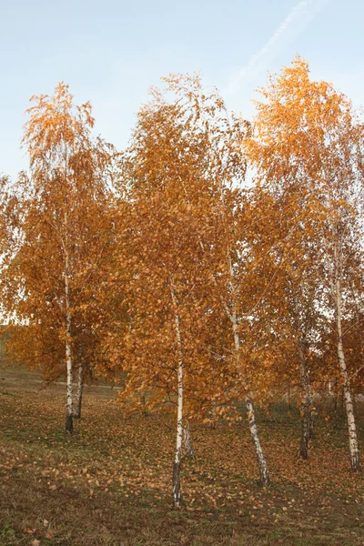 stock image Autumnal alley