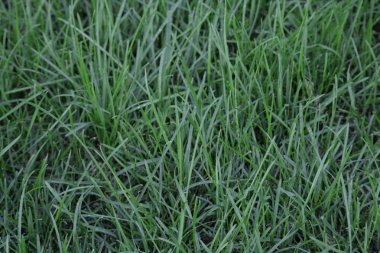 Background of a wet green grass clipart