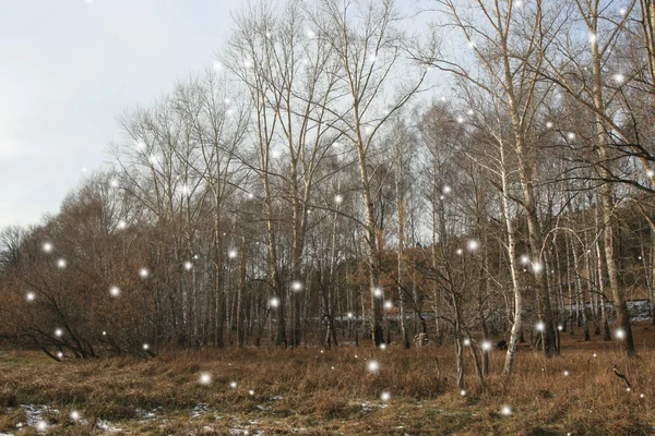 Zonnige dag. de eerste sneeuw — Stockfoto
