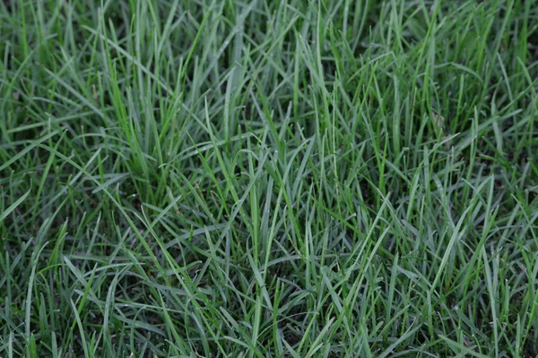Hintergrund eines nassen grünen Rasens — Stockfoto