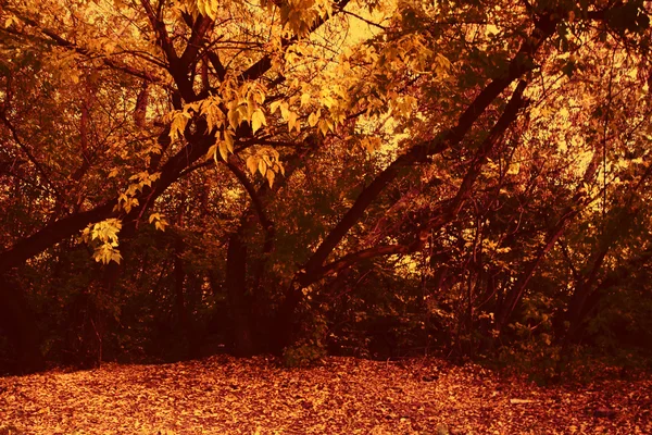 深い森の秋の朝. — ストック写真