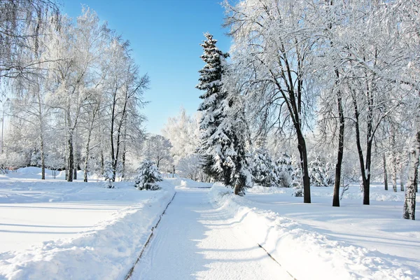 Bois d'hiver magiques couverts de frais — Photo